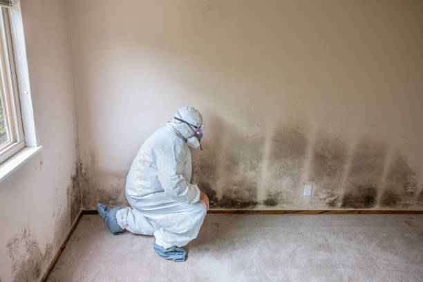 Best Basement Mold Remediation in Dandridge, TN