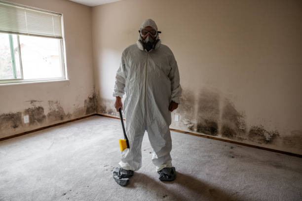 Best White Mold Remediation in Dandridge, TN